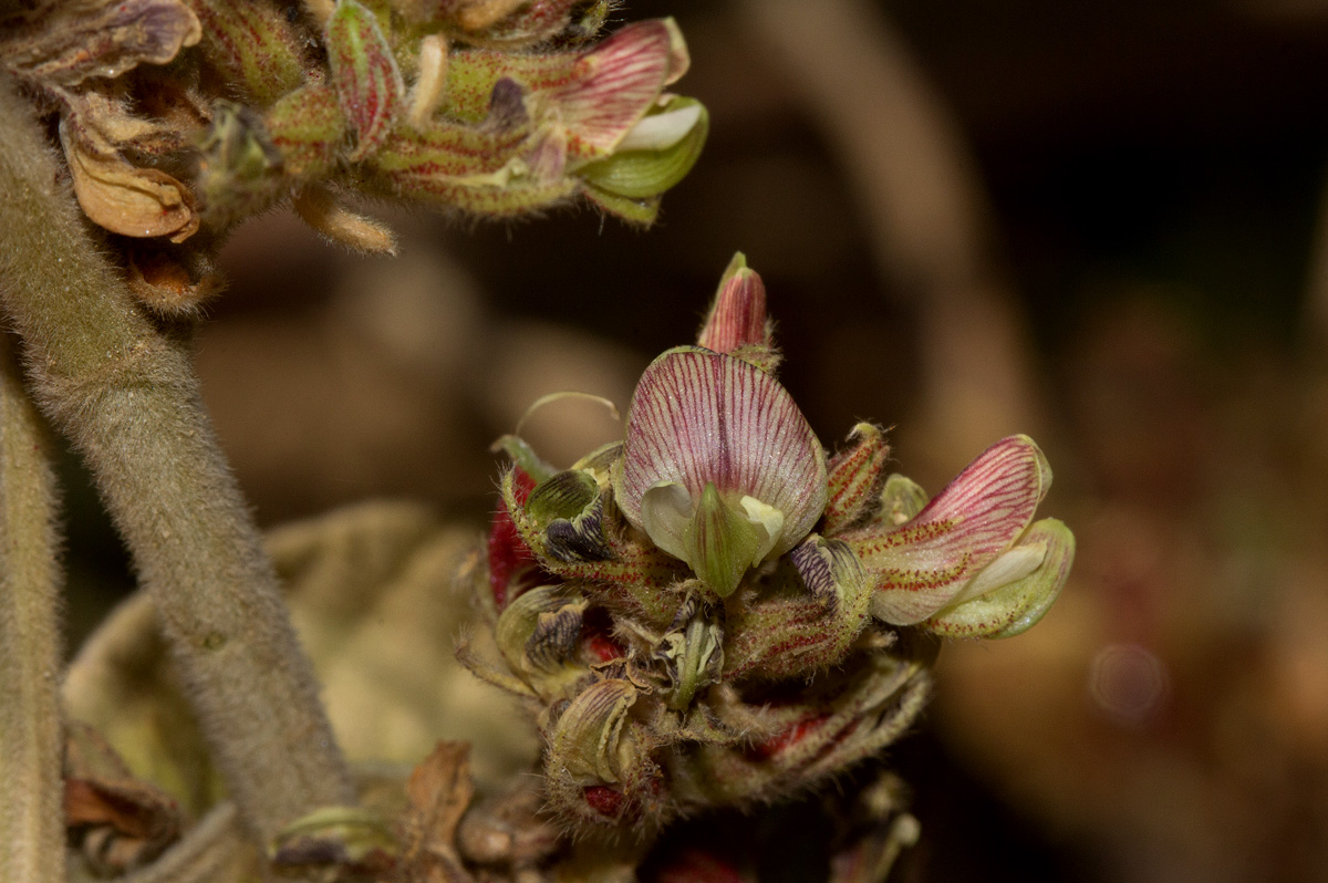 Flemingia grahamiana Flemingia grahamiana