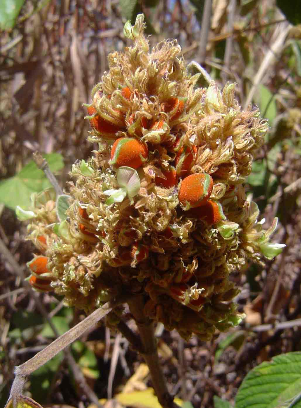 Flemingia grahamiana Flemingia grahamiana