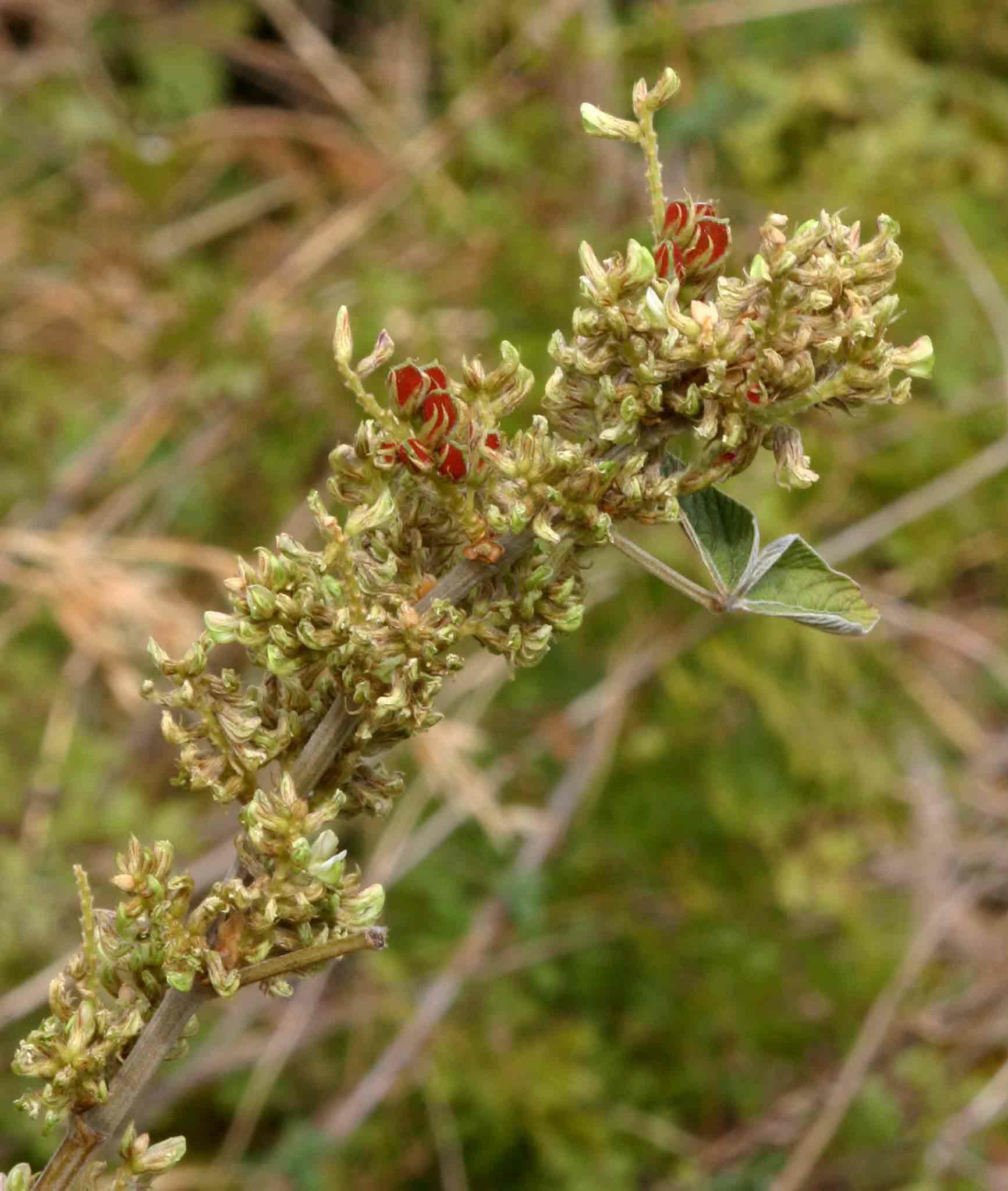 Flemingia grahamiana Flemingia grahamiana