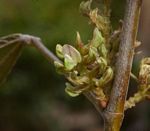 Flemingia grahamiana