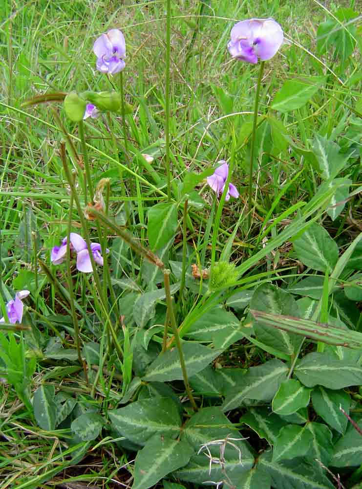 Vigna vexillata var. vexillata Vigna vexillata var. vexillata