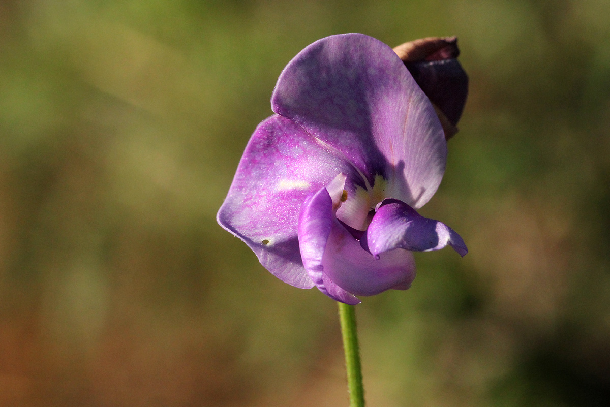 Vigna vexillata var. vexillata Vigna vexillata var. vexillata