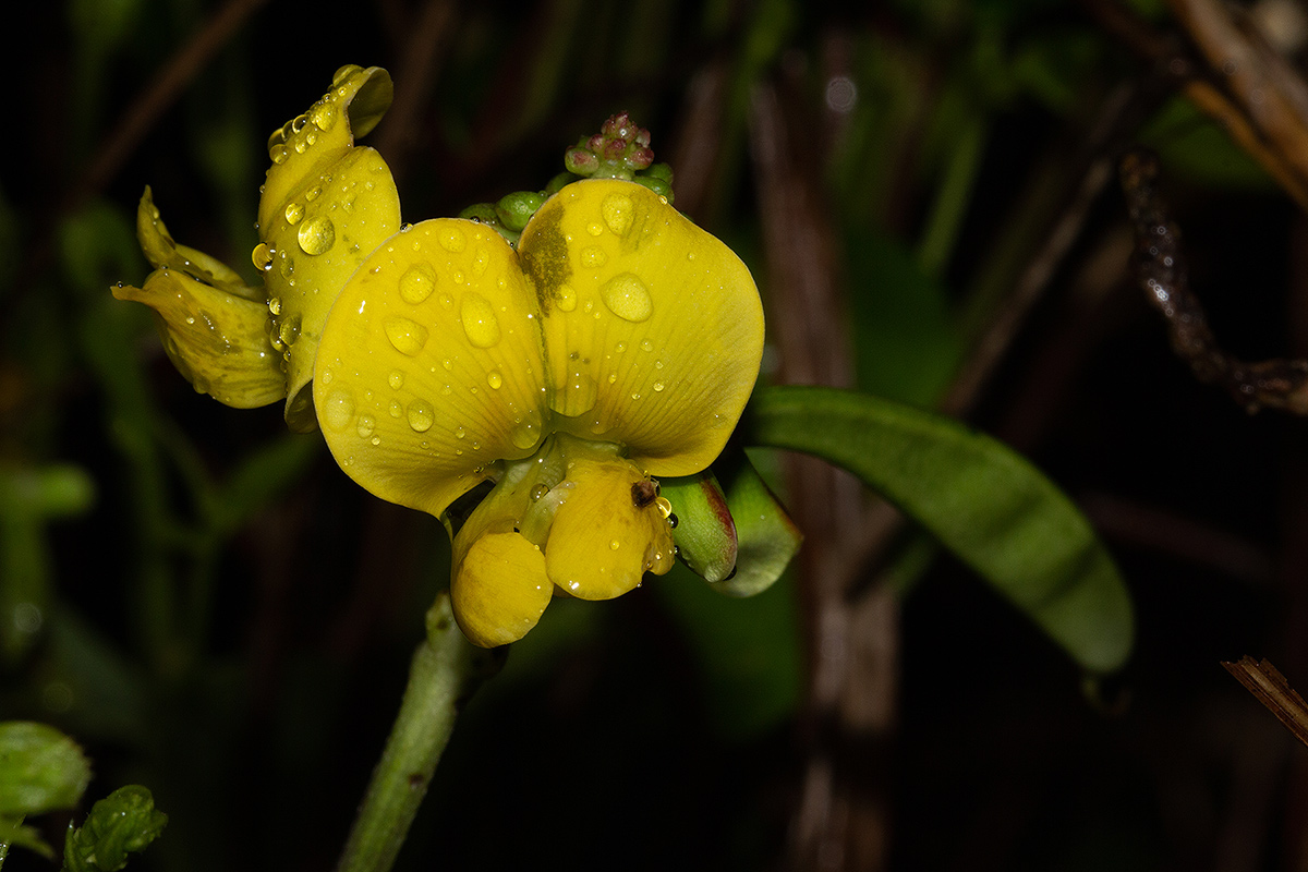 Sphenostylis erecta subsp. erecta Sphenostylis erecta subsp. erecta