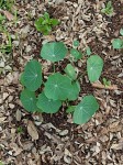 Tropaeolum majus