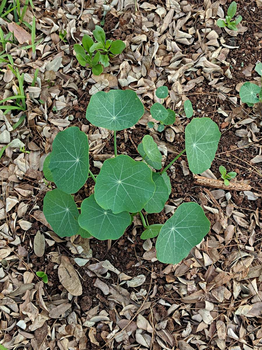 Tropaeolum majus