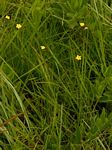 Linum thunbergii