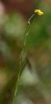 Linum thunbergii
