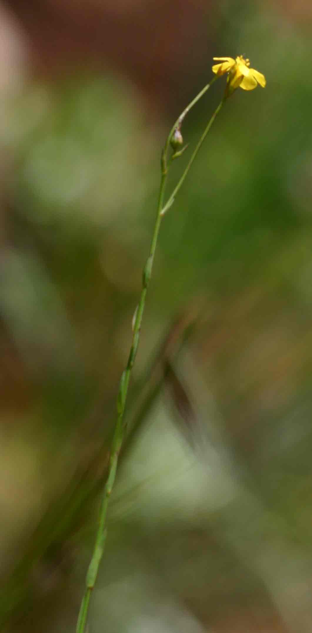 Linum thunbergii Linum thunbergii