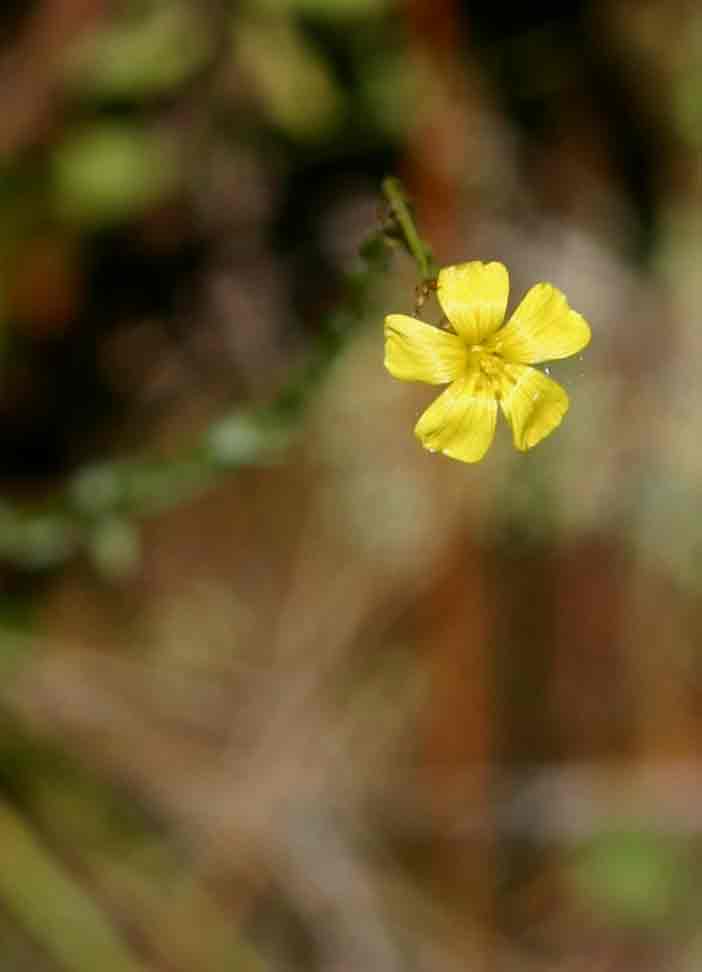 Linum thunbergii Linum thunbergii