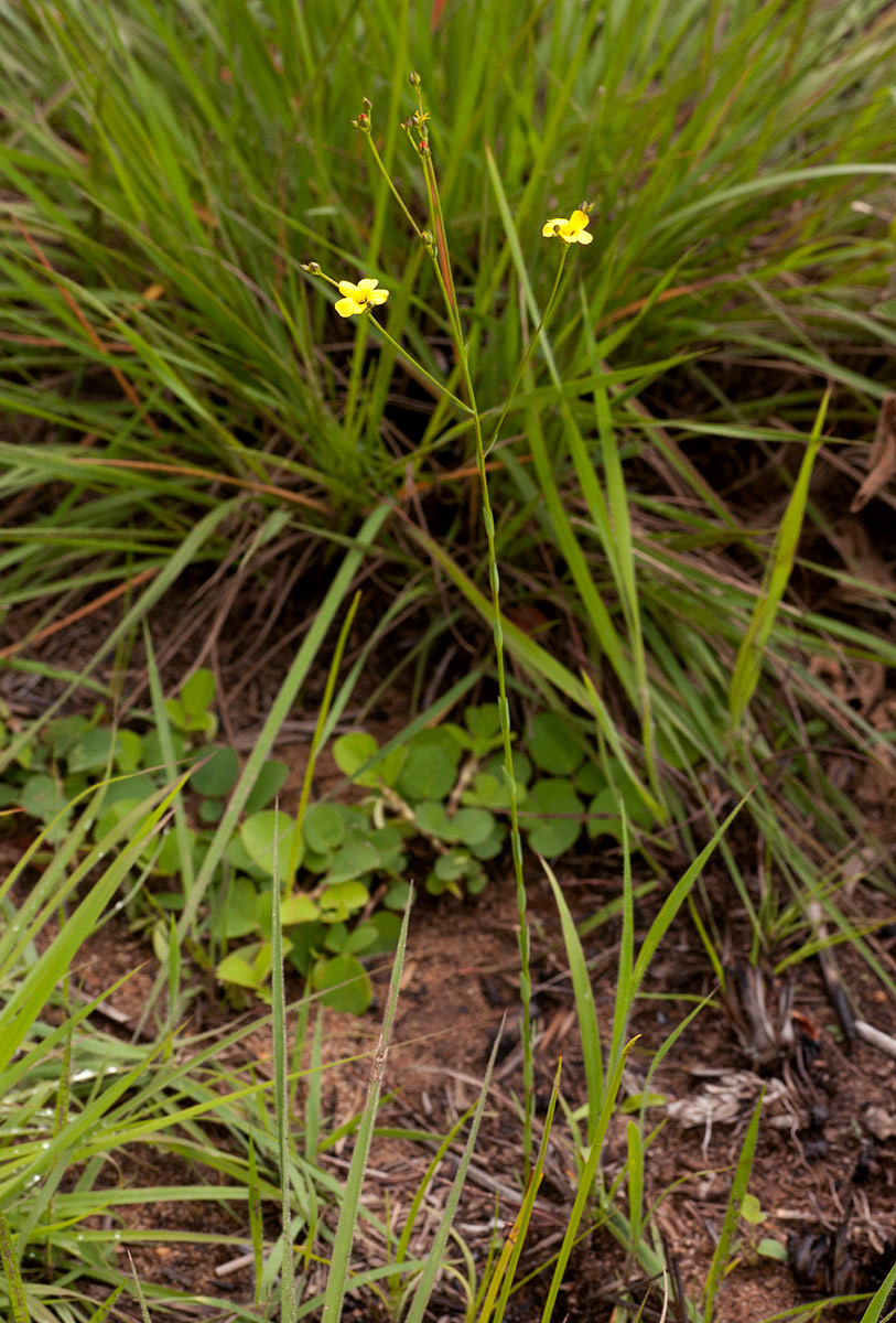 Linum thunbergii Linum thunbergii
