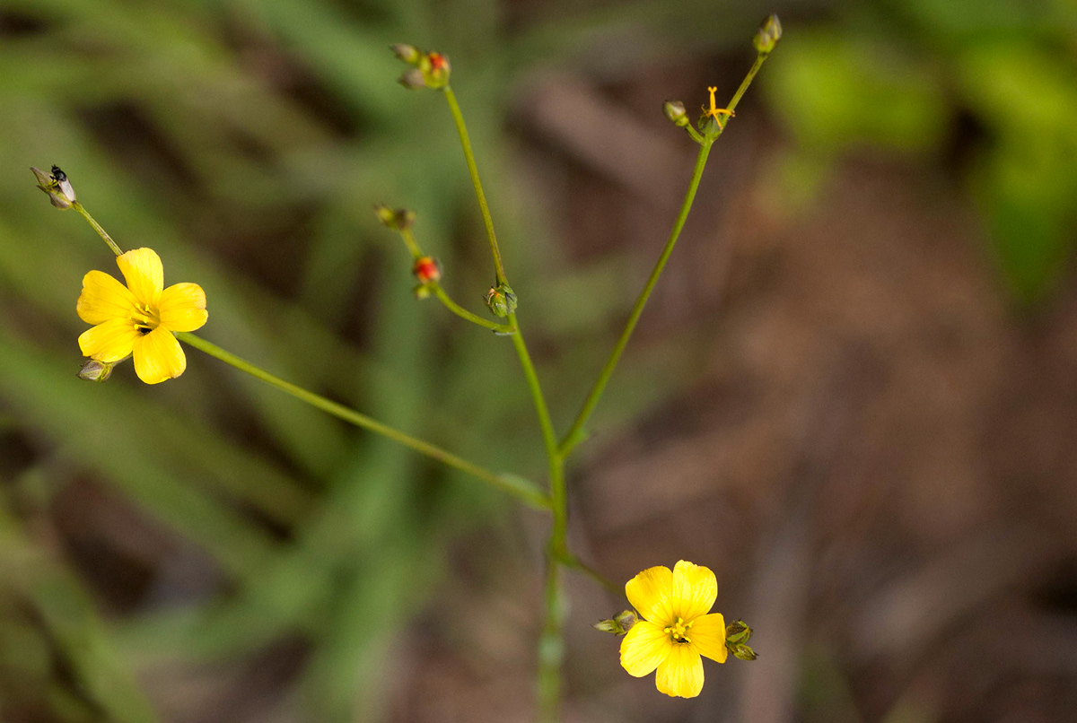 Linum thunbergii Linum thunbergii
