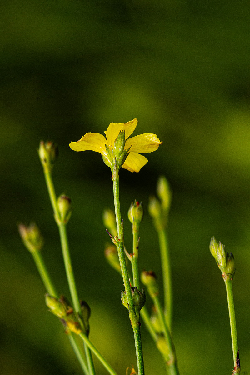 Linum thunbergii Linum thunbergii