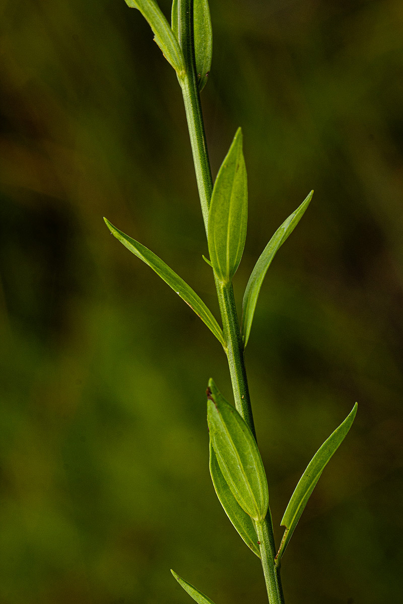 Linum thunbergii Linum thunbergii