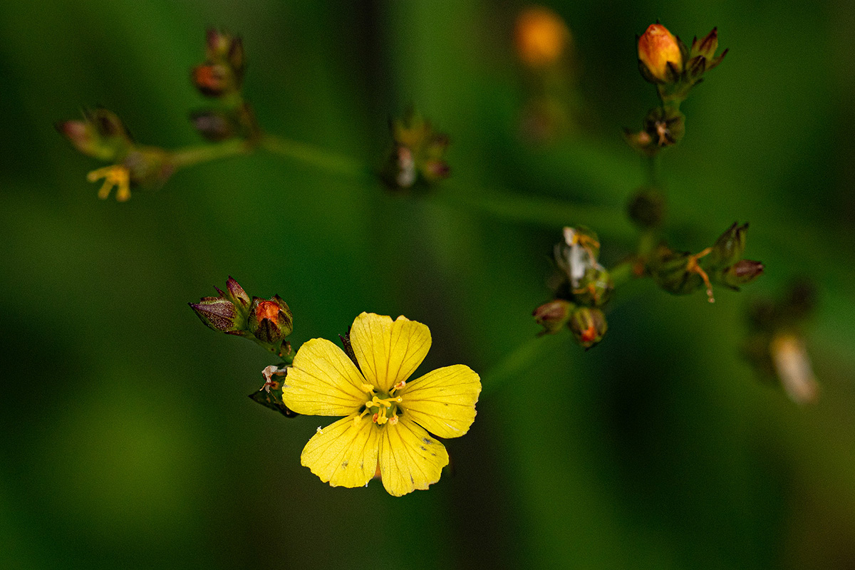 Linum thunbergii Linum thunbergii