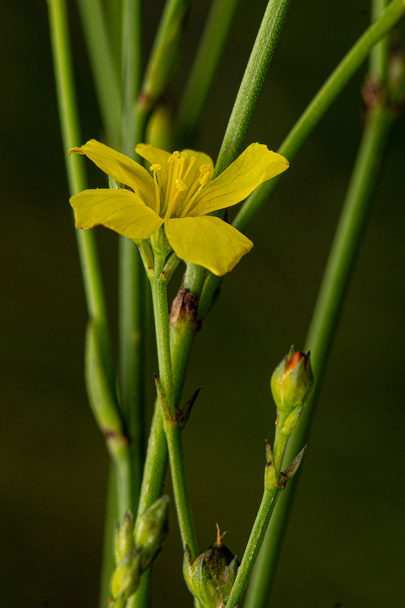 Linum thunbergii Linum thunbergii