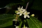 Erythroxylum emarginatum