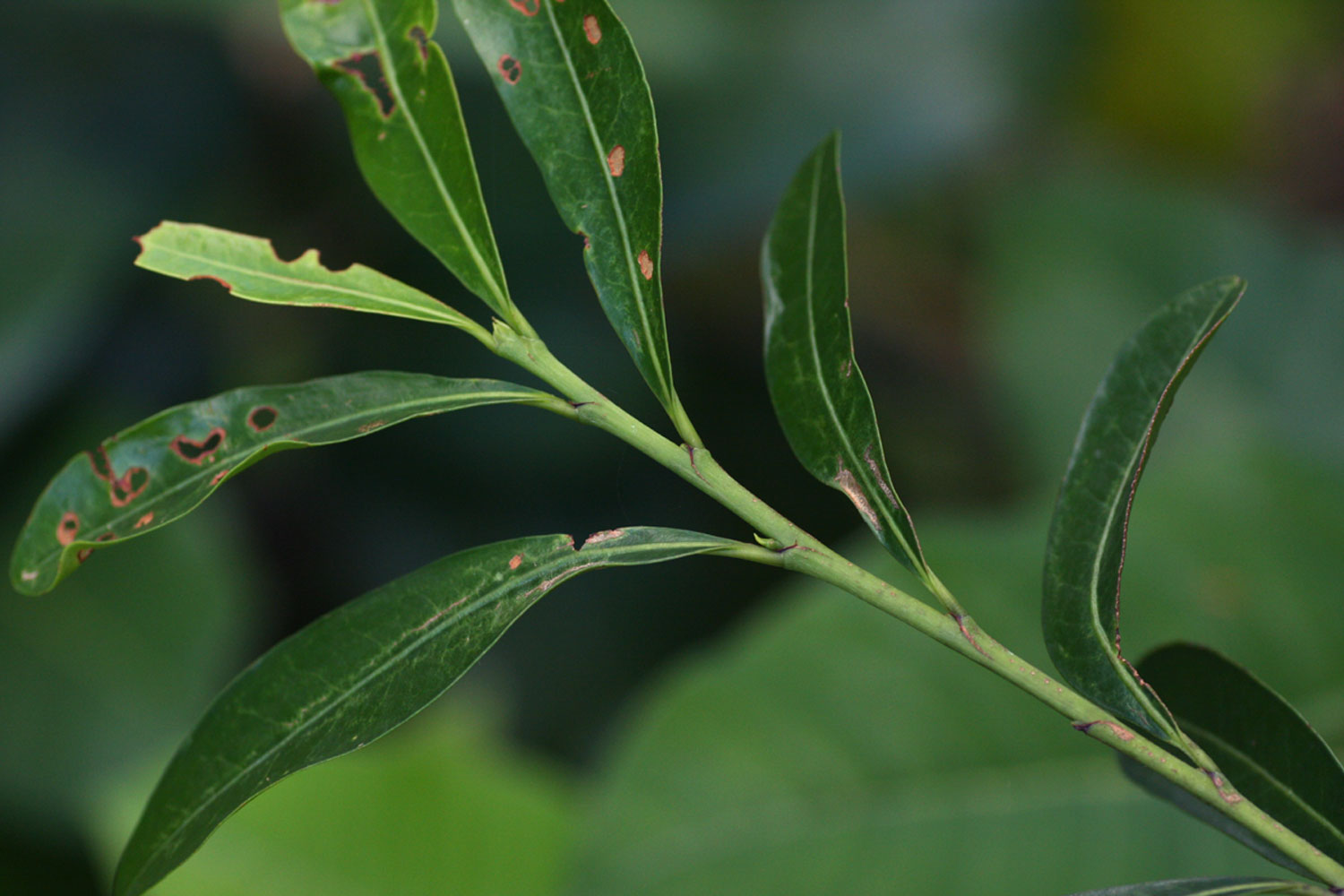 Erythroxylum emarginatum