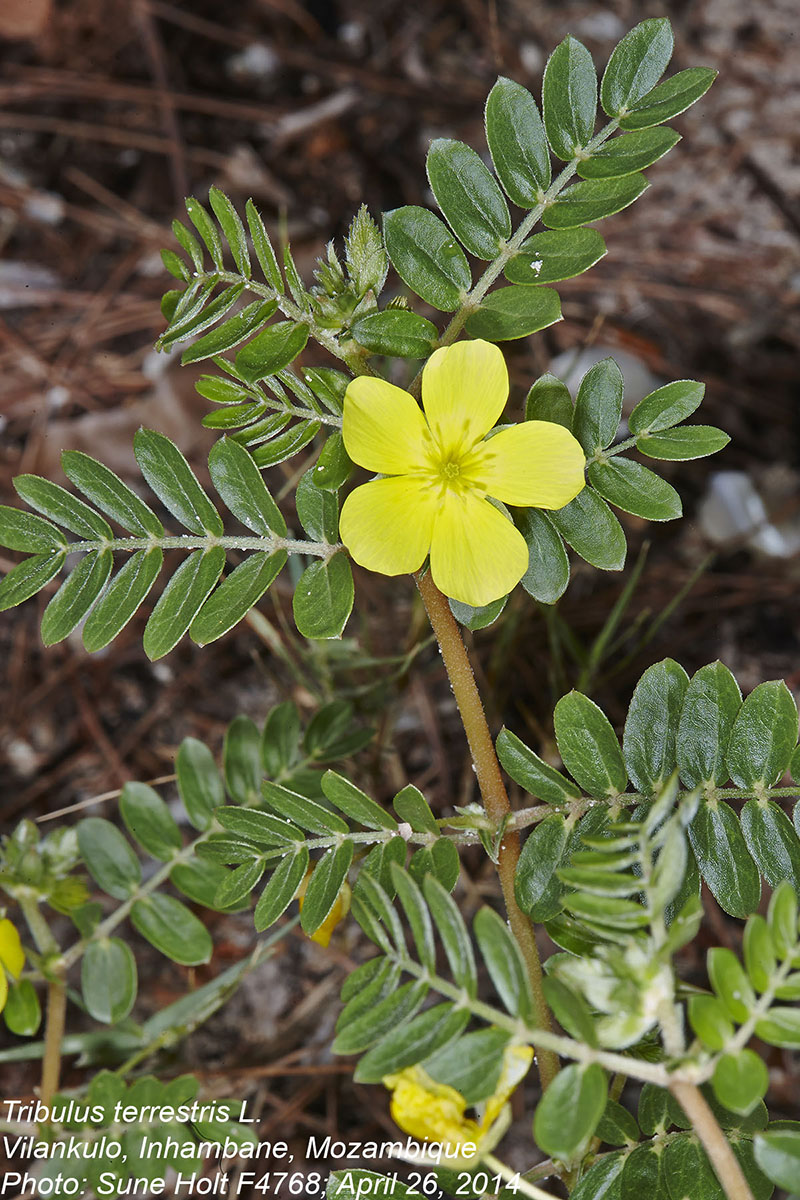 Tribulus terrestris Tribulus terrestris