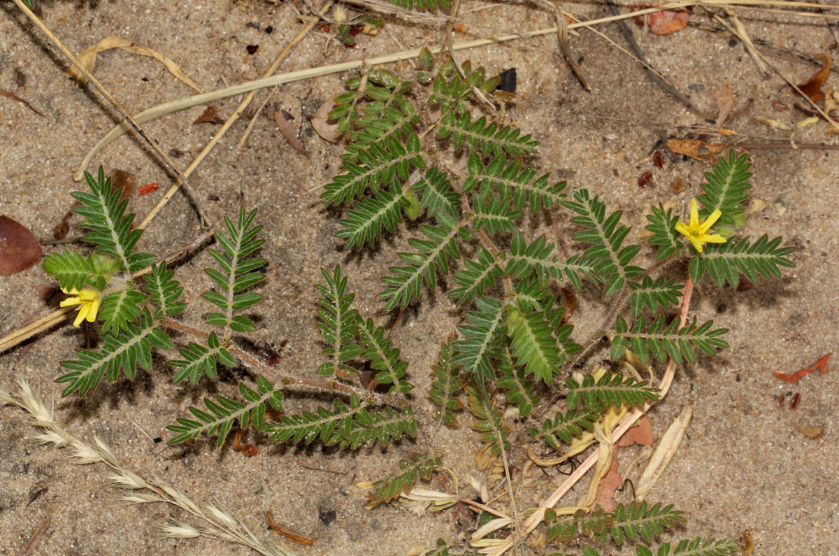 Tribulus terrestris Tribulus terrestris