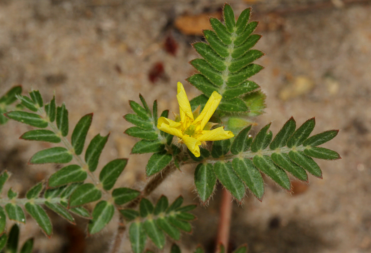 Tribulus terrestris Tribulus terrestris