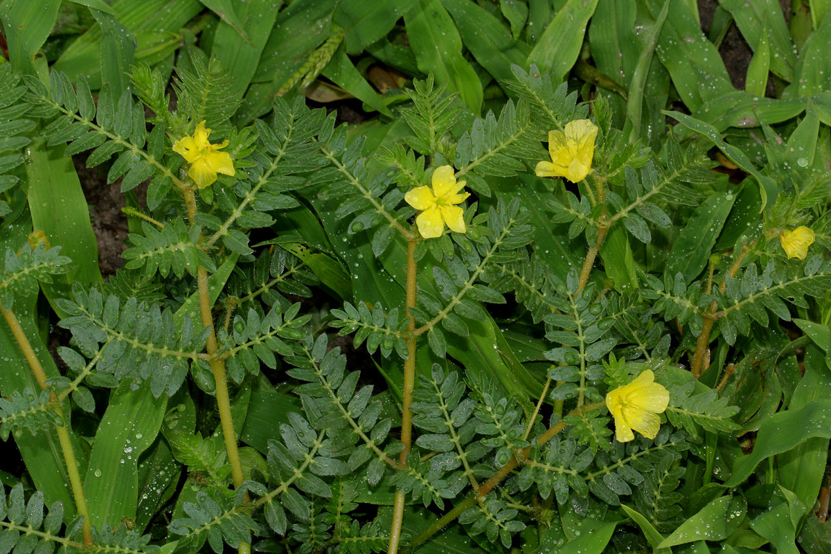 Tribulus terrestris Tribulus terrestris