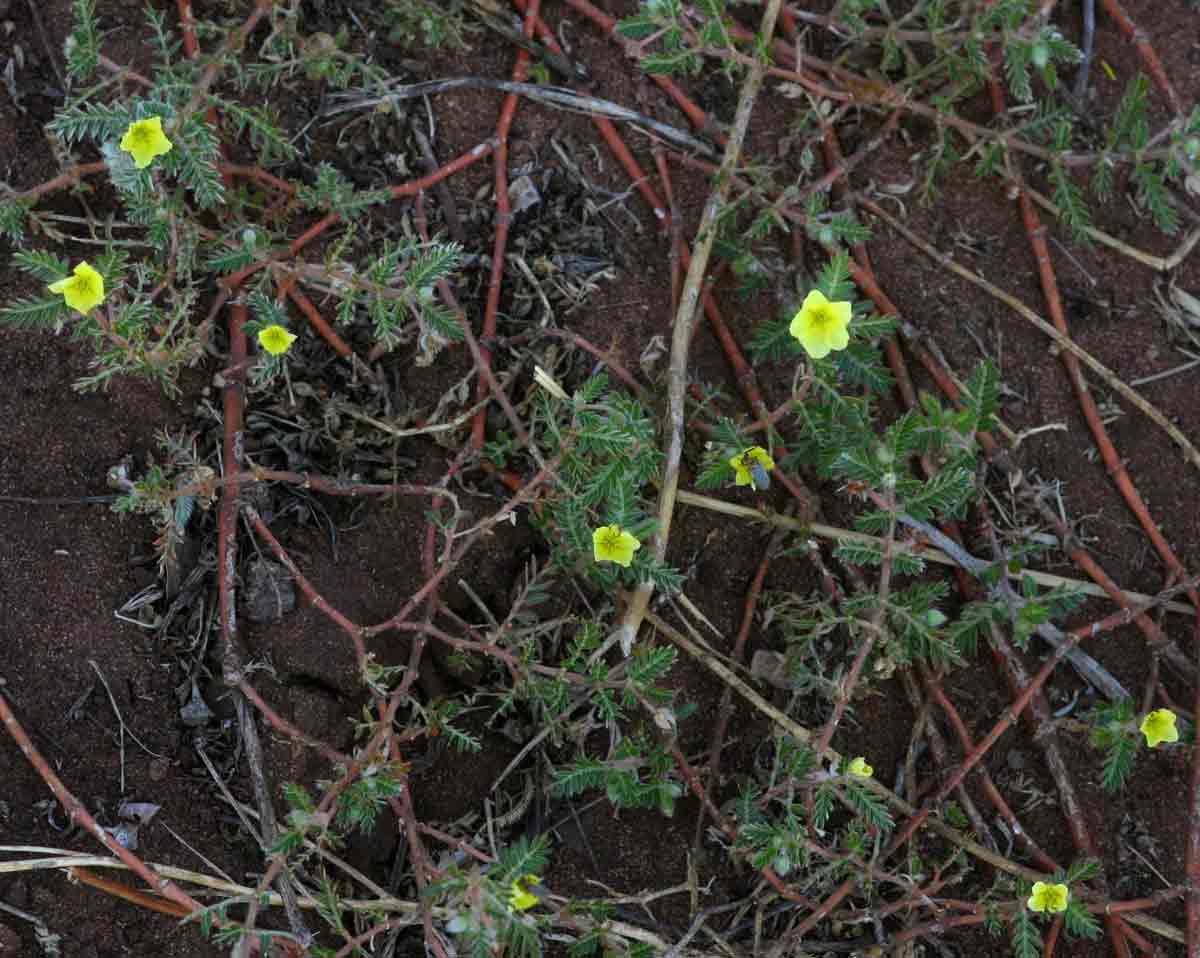 Tribulus terrestris Tribulus terrestris