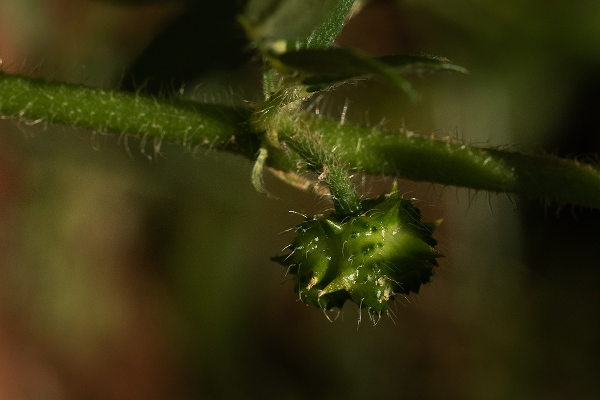 Tribulus terrestris Tribulus terrestris