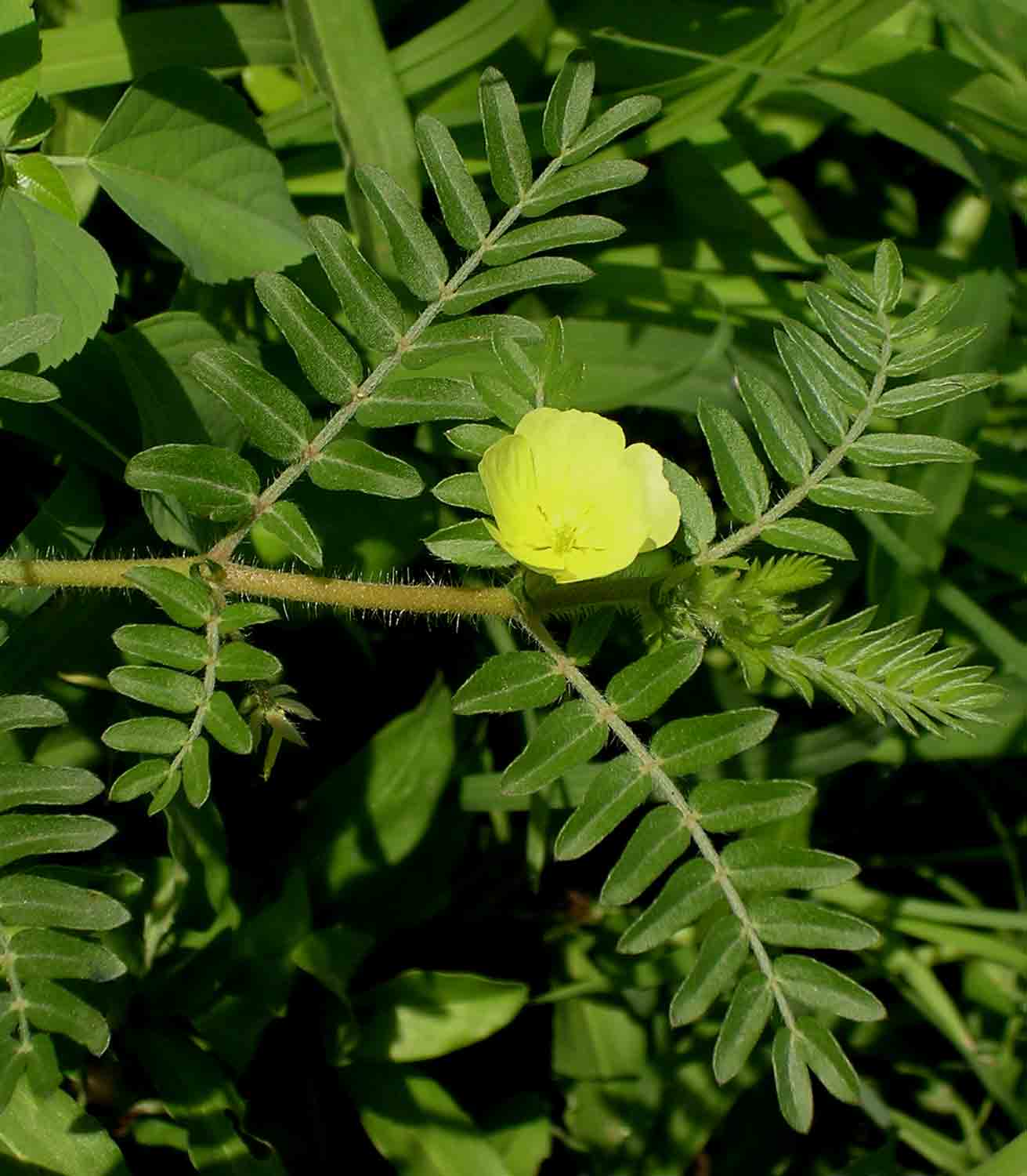 Tribulus terrestris Tribulus terrestris