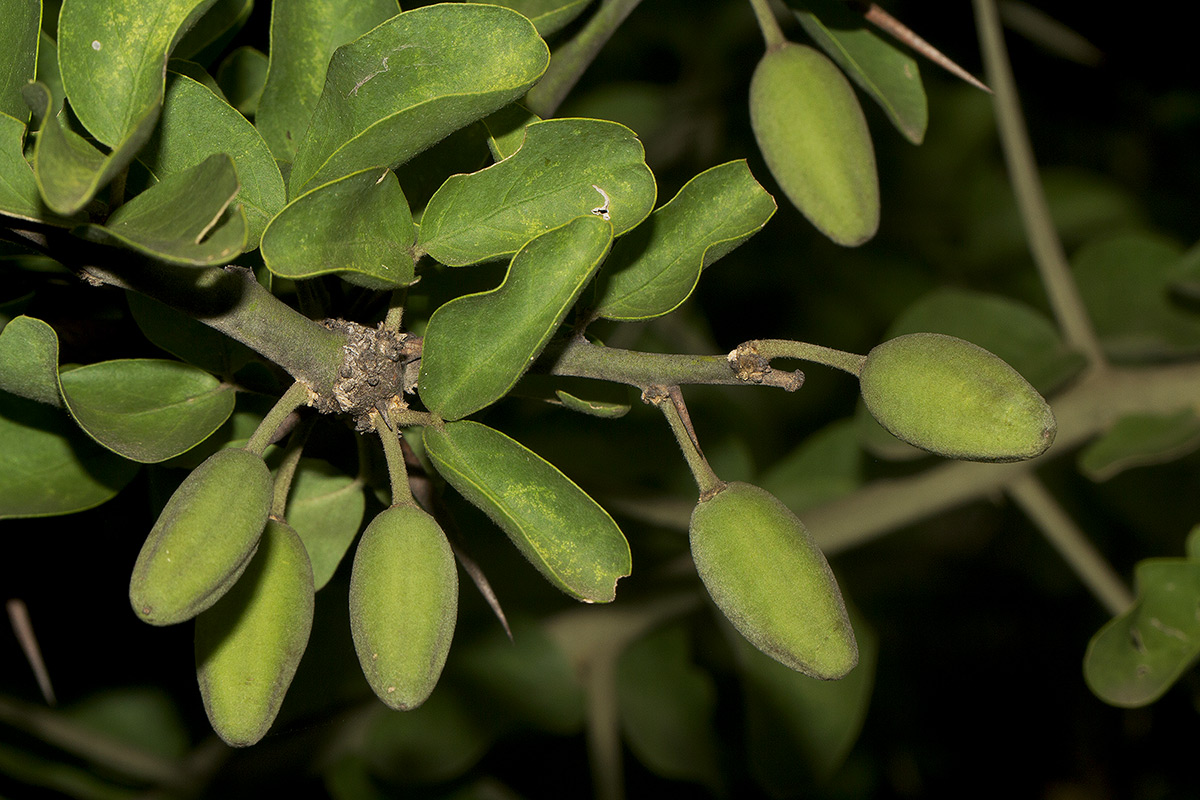 Balanites aegyptiaca var. aegyptiaca