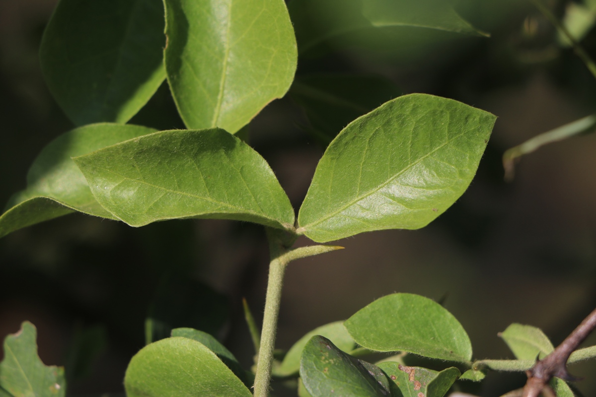 Balanites aegyptiaca var. aegyptiaca Balanites aegyptiaca var. aegyptiaca