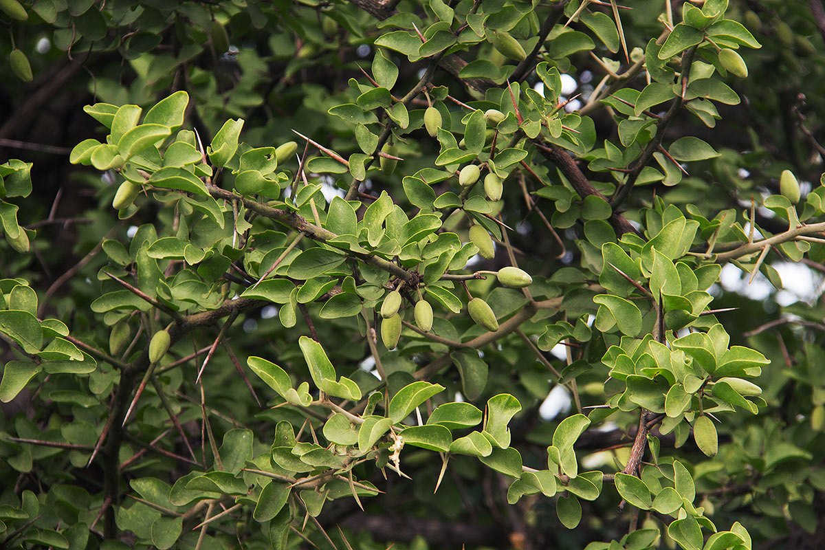 Balanites aegyptiaca var. aegyptiaca Balanites aegyptiaca var. aegyptiaca