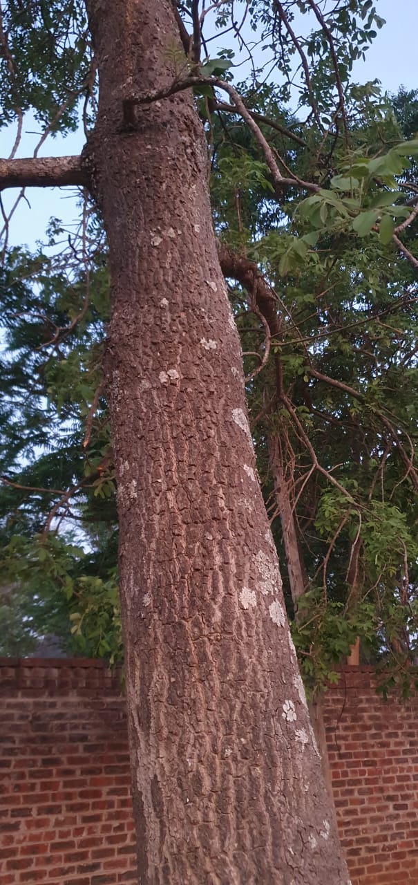 Ekebergia benguelensis