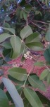 Ekebergia benguelensis