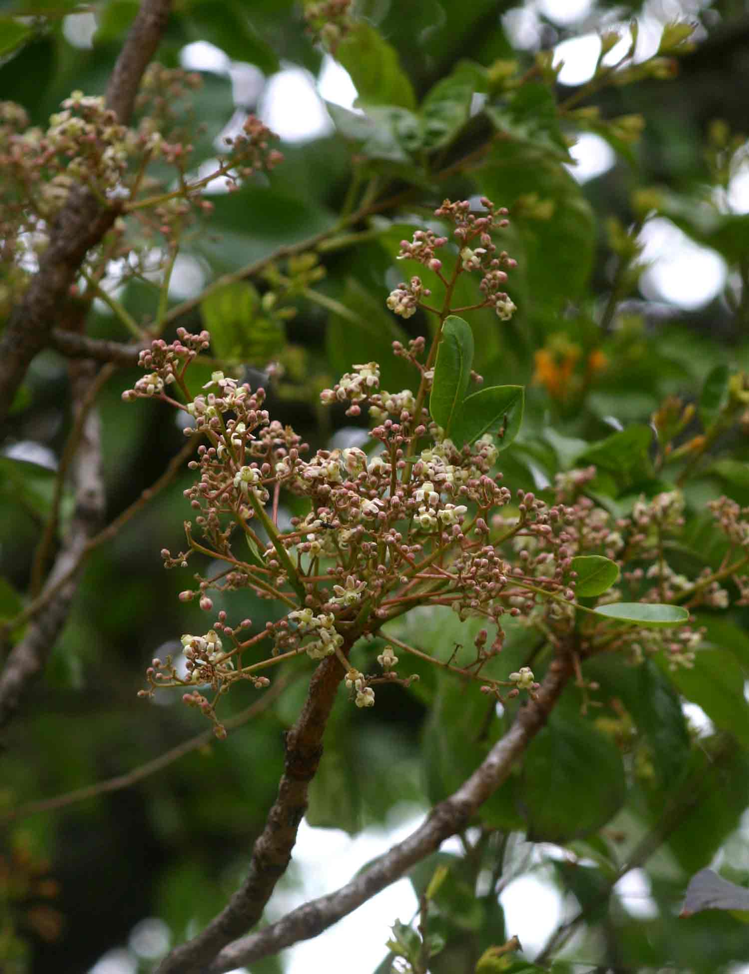 Ekebergia benguelensis Ekebergia benguelensis