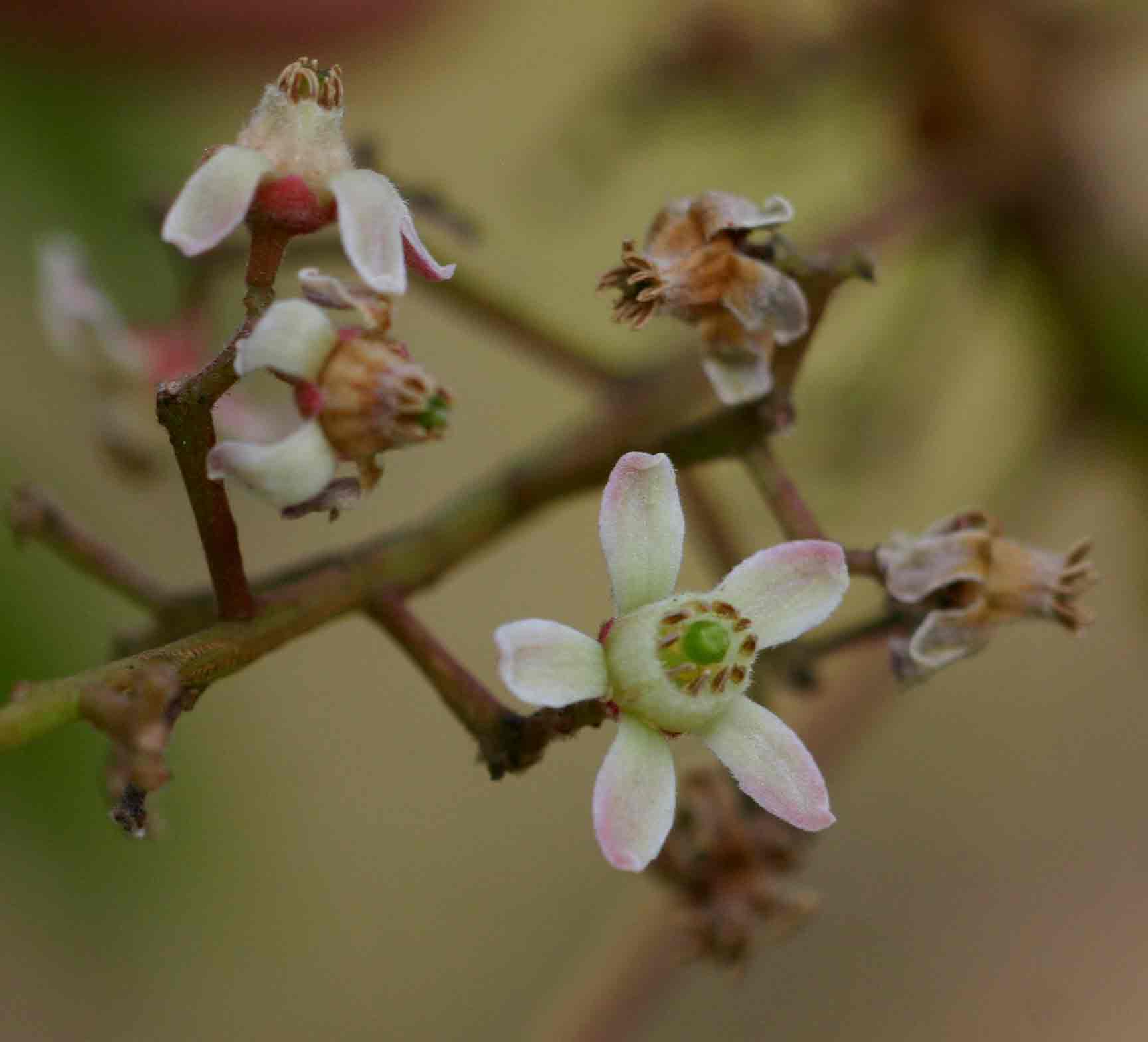 Ekebergia benguelensis Ekebergia benguelensis