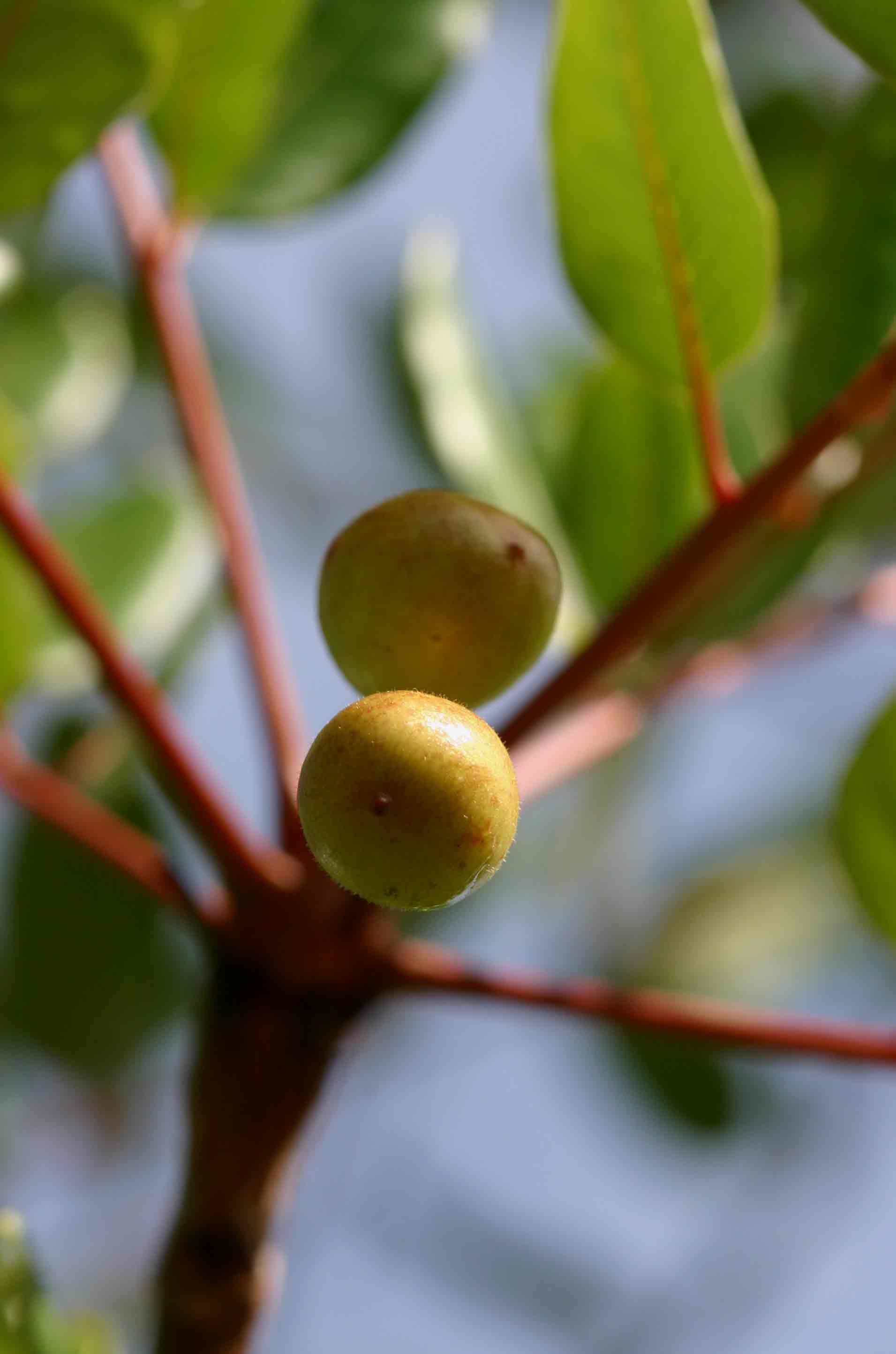 Ekebergia benguelensis Ekebergia benguelensis