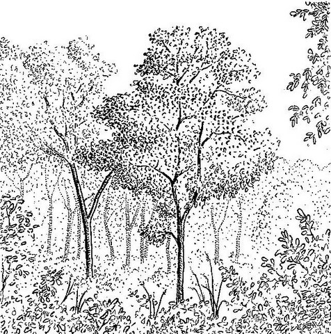 Ekebergia benguelensis Ekebergia benguelensis