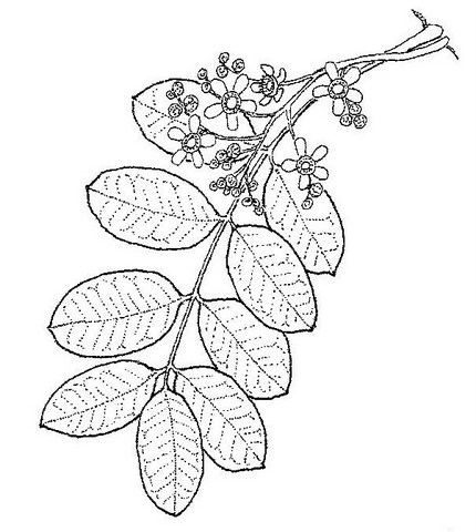 Ekebergia benguelensis Ekebergia benguelensis