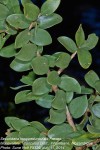 Securidaca longepedunculata