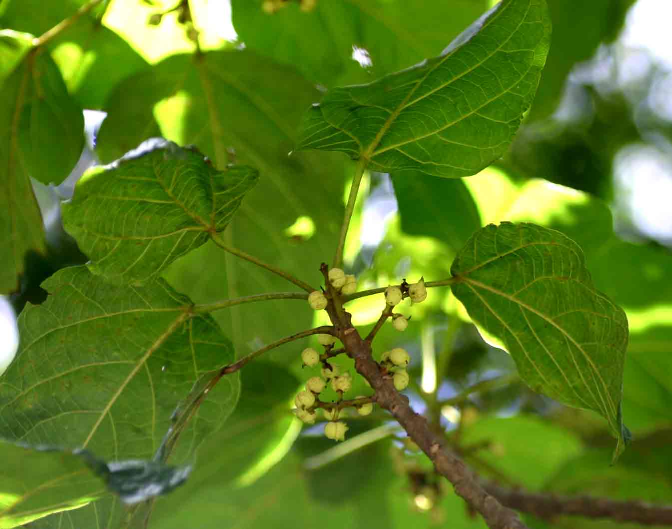 Macaranga mellifera