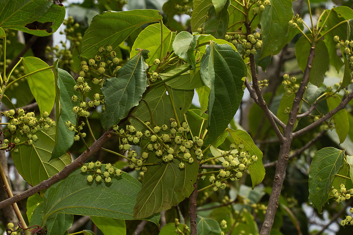 Macaranga mellifera