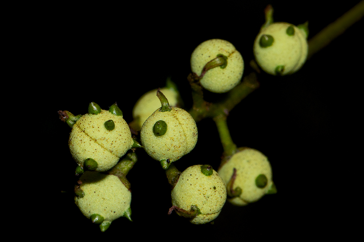 Macaranga mellifera