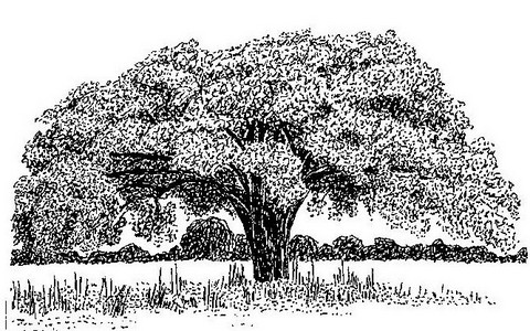 Schinziophyton rautanenii Schinziophyton rautanenii
