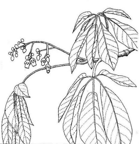 Schinziophyton rautanenii Schinziophyton rautanenii