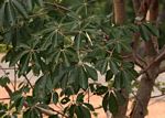 Schinziophyton rautanenii