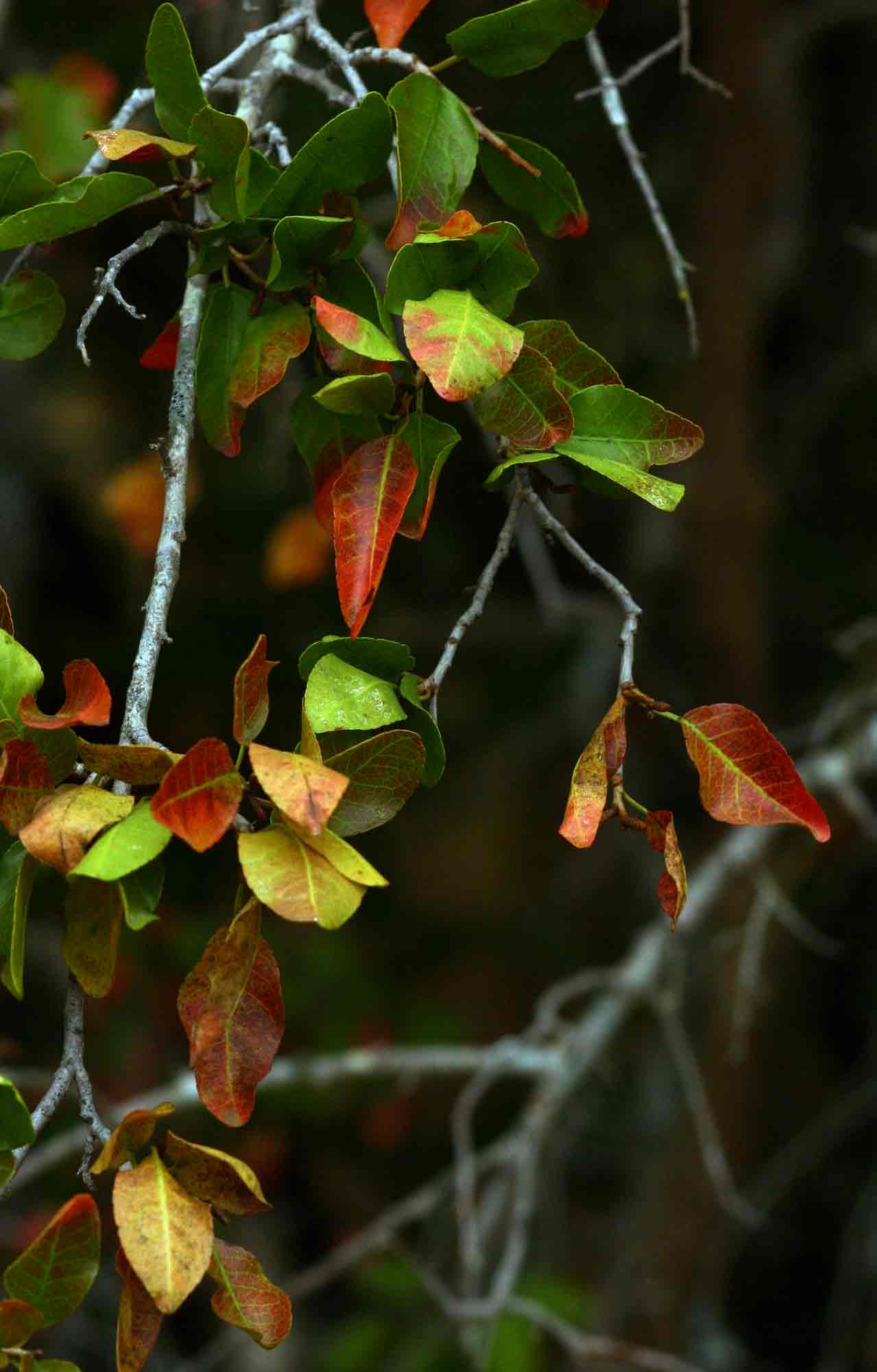 Spirostachys africana Spirostachys africana