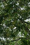 Shirakiopsis elliptica