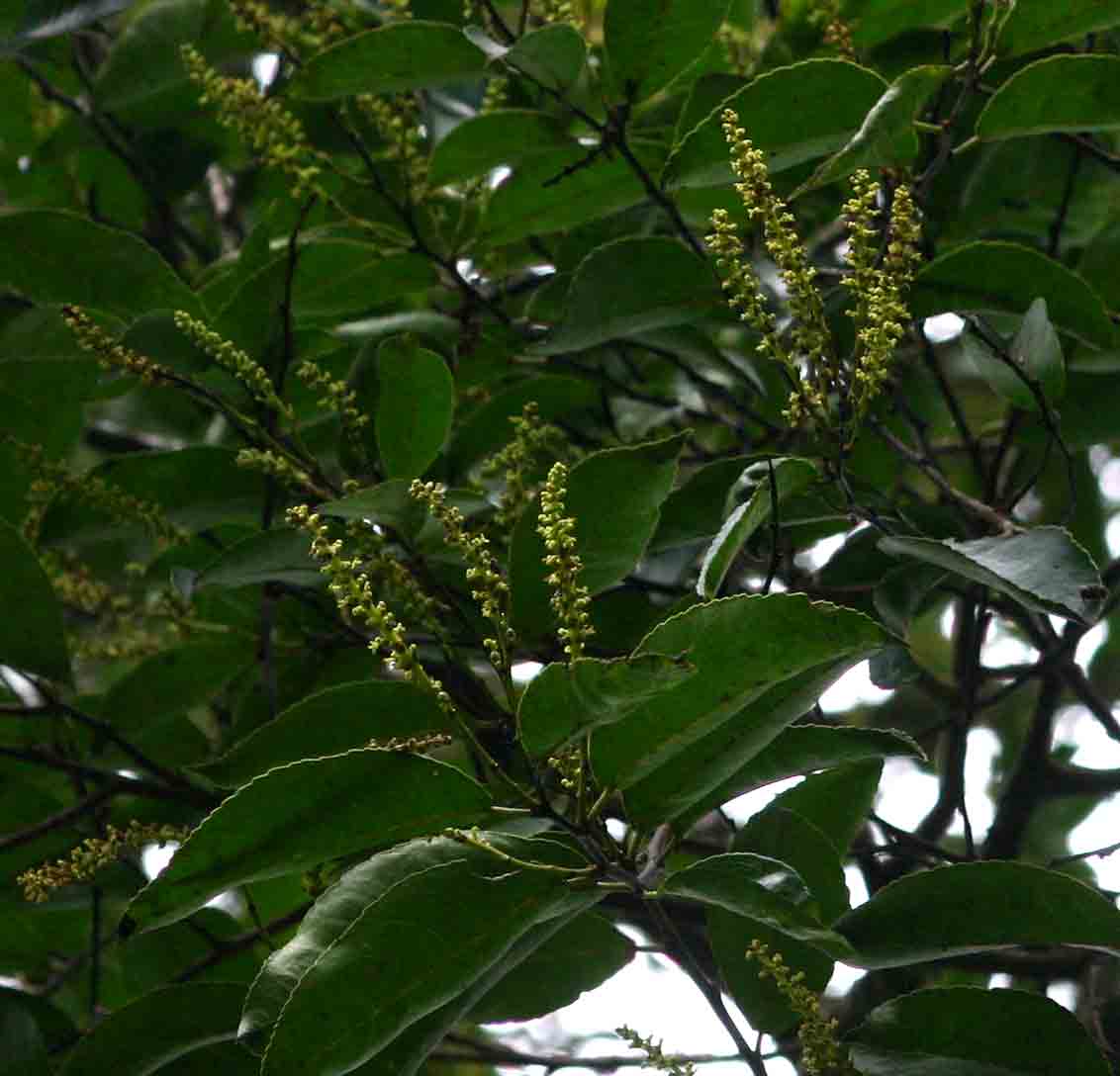 Shirakiopsis elliptica Shirakiopsis elliptica