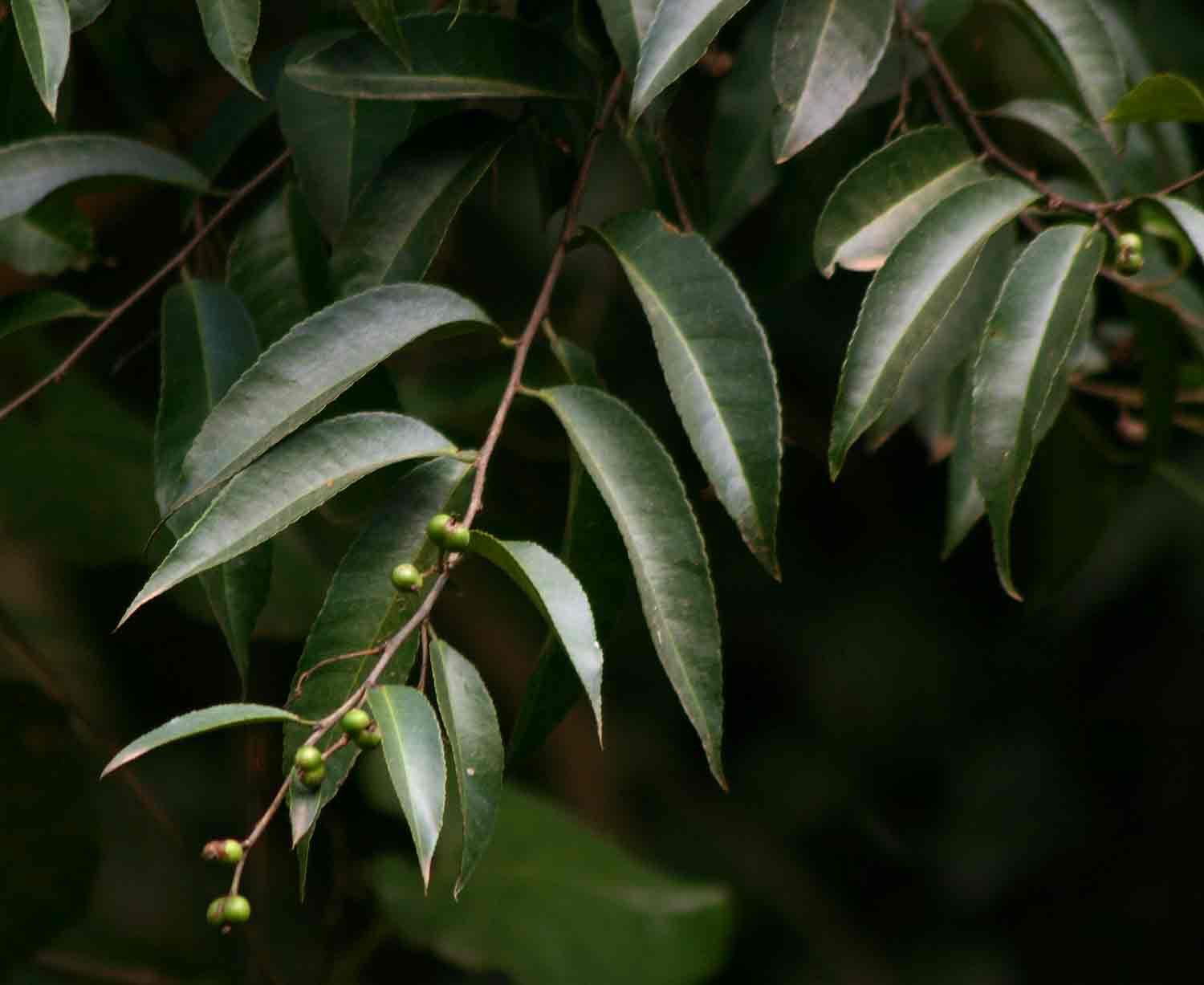 Shirakiopsis elliptica Shirakiopsis elliptica