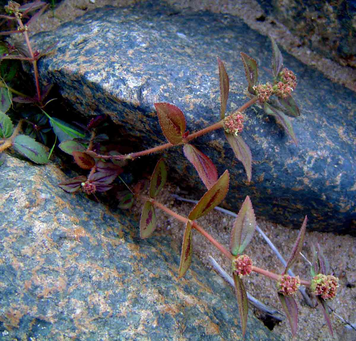 Euphorbia hirta Euphorbia hirta